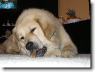 Tibetan Mastiff