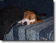 Beagle