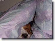 Beagle