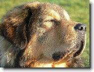 Tibetan Mastiff