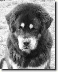 Tibetan Mastiff