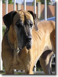 Deutsche Dogge