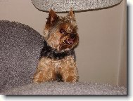 Jorkrsk terier, Yorkshire Terrier,