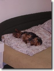 Jorkrsk terier, Yorkshire Terrier,