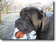 Mastino Napoletano