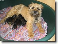 Border Terrier