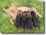 Border Terrier