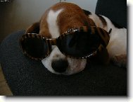 Beagle