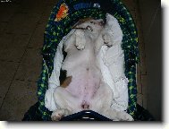 Beagle