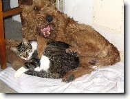 Irish Terrier