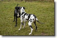 Deutsche Dogge