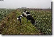 Deutsche Dogge