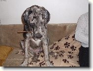 Deutsche Dogge