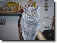 Exotic short hair cat