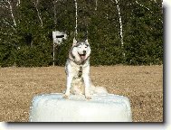 Siberian Husky