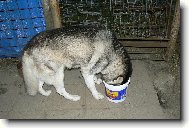Siberian Husky