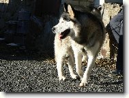 Siberian Husky