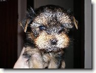 Jorkšírský terier, Yorkshire Terrier,