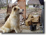 Japanese Akita