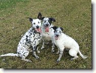 Dalmatian \\\\\(Dog standard\\\\\)