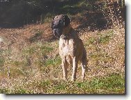 Deutsche Dogge