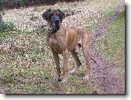 Deutsche Dogge