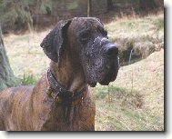 Deutsche Dogge