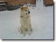 Japanese Akita