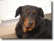 Beauce sheep dog \\\\\(beauceron\\\\\) \\\\\(Dog standard\\\\\)