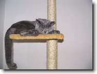 Blue-point cat