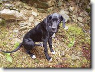 Deutsche Dogge