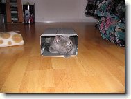 Blue-point cat