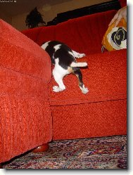 Parson Russel Terrier