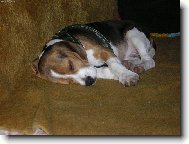 Beagle