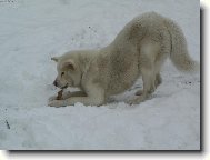 Japanese Akita