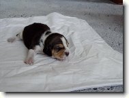 Beagle