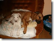 Dogo Argentino