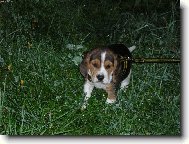 Beagle