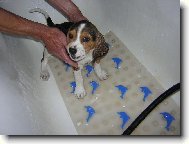 Beagle