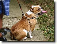 English Bulldog