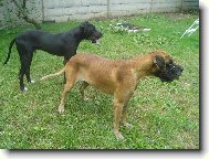 Deutsche Dogge