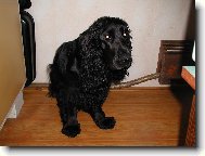 English Cocker Spaniel