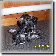 Zwergschnauzer, Miniature Schnauzer