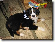 Berner Sennenhund