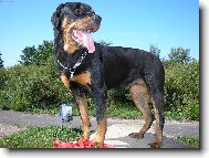 Rottweiler