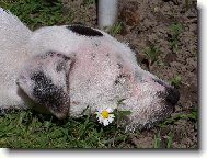 Parson Russel Terrier