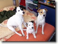 Parson Russel Terrier