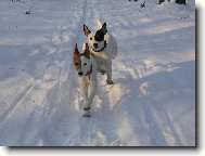 Parson Russel Terrier