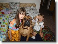 Bullmastiff