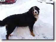 Berner Sennenhund